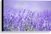 Canvas - Veld Vol met Lavendelbloemen - 60x40 cm Foto op Canvas Schilderij (Wanddecoratie op Canvas)
