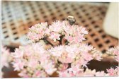 Acrylglas - Bloemen - Dier - Wesp - Roze - 75x50 cm Foto op Acrylglas (Met Ophangsysteem)
