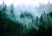 Papier peint photo - Papier peint intissé - Forêt de pins dans la brume - Forêt brumeuse - 460 x 300 cm