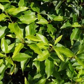 Portugese laurier - Prunus lusitanica 'Angustifolia' - 40-50 cm