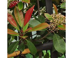 Glansmispel - Photinia fras. 'Red Robin' - 60-80 cm