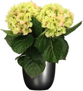 Hortensia kunstplant/kunstbloemen 36 cm - groen/roze - in pot titanium grijs glans - Kunst kamerplant