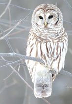 Snow Owl Boxed Holiday Notecards