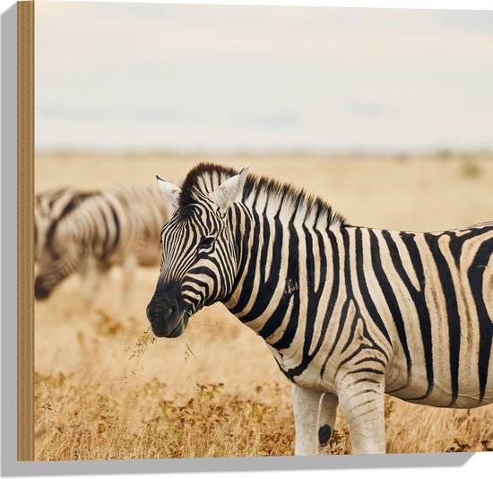 Hout - Groep zebras in de savanne - 50x50 cm - 9 mm dik - Foto op Hout (Met Ophangsysteem)