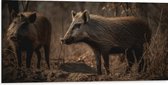 Dibond - Bruine zwijnen in een bos omgeving - 100x50 cm Foto op Aluminium (Met Ophangsysteem)