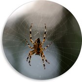 PVC Schuimplaat Muurcirkel - Spin in het midden van een spinnenweb - 50x50 cm Foto op Muurcirkel (met ophangsysteem)