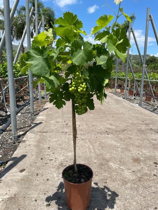 Vitis Vinifera Bianca - 100cm