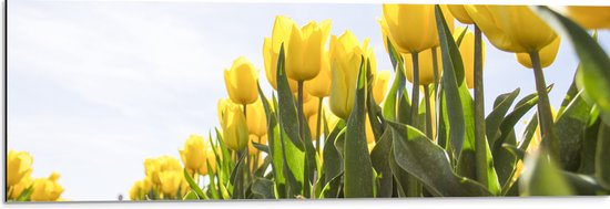 Dibond - Gele Tulpen onder de Zonnestralen in het Bloemenveld - 90x30 cm Foto op Aluminium (Met Ophangsysteem)
