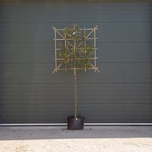 Bomenbezorgd.nl - leiboom - Portugese laurier als leiboom - 150 cm stamhoogte - Prunus lusitanica - Groenblijvend