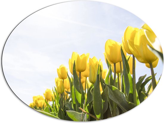Dibond Ovaal - Gele Tulpen onder de Zonnestralen in het Bloemenveld - 96x72 cm Foto op Ovaal (Met Ophangsysteem)