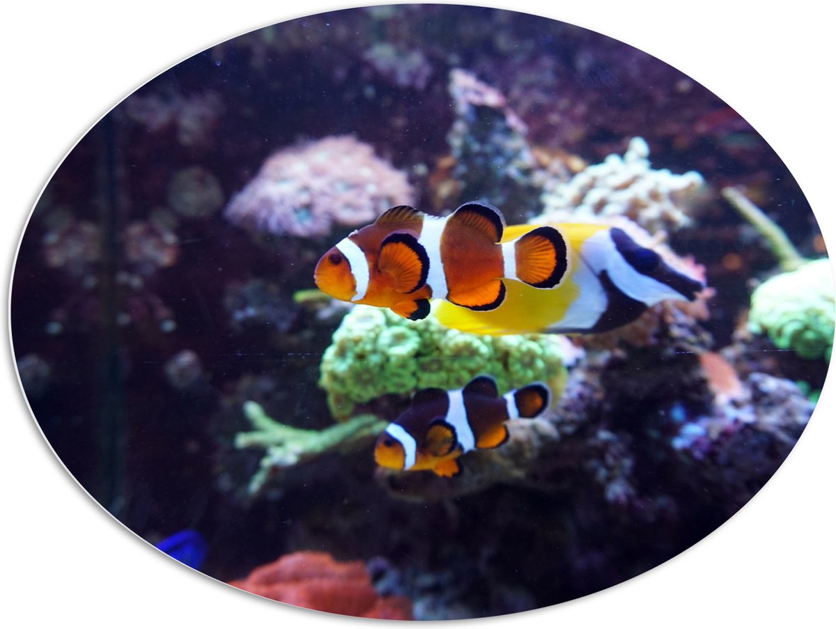 PVC Schuimplaat Ovaal - Twee Anemoon Vissen Zwemmend door Aquarium - 108x81 cm Foto op Ovaal (Met Ophangsysteem)