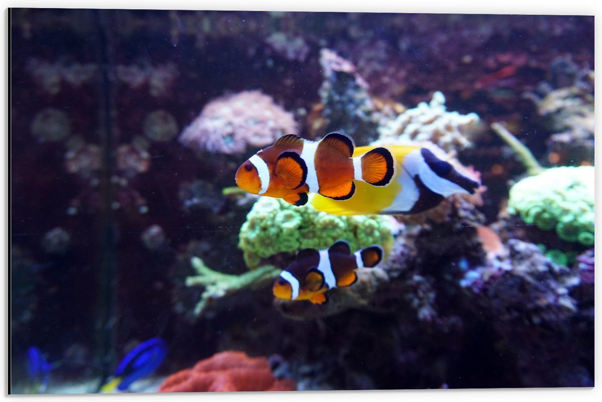 Dibond - Twee Anemoon Vissen Zwemmend door Aquarium - 60x40 cm Foto op Aluminium (Wanddecoratie van metaal)