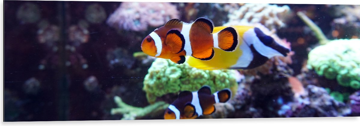 Dibond - Twee Anemoon Vissen Zwemmend door Aquarium - 120x40 cm Foto op Aluminium (Wanddecoratie van metaal)