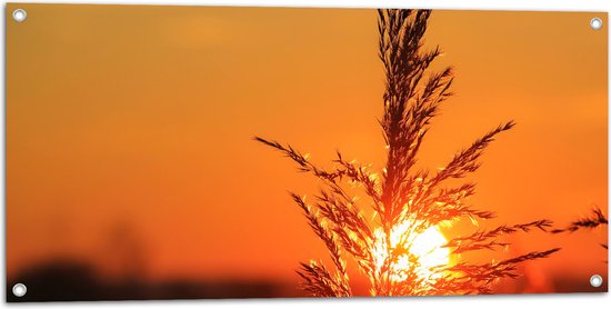 Tuinposter – Plantje - Natuur - Oranje - Zonsondergang - 100x50 cm Foto op Tuinposter (wanddecoratie voor buiten en binnen)