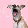 DWAM Dog with a Mission – Halsband Hond – Hondenhalsband – Bruin – L – Leer – Halsomvang tussen 38-47 x 4 cm – Urban