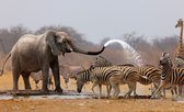Fotobehang - Vliesbehang - Afrikaanse Dieren - Olifant - Zebra's - Giraffe - 416 x 254 cm