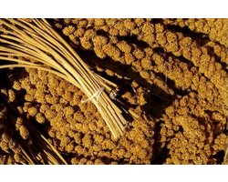 Franse trosgierst voor vogels - 1000 gram