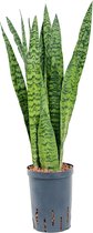 Hydroplant Sansevieria Zeylanica