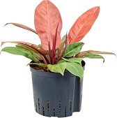 Hydroplant Philodendron Prince Of Orange