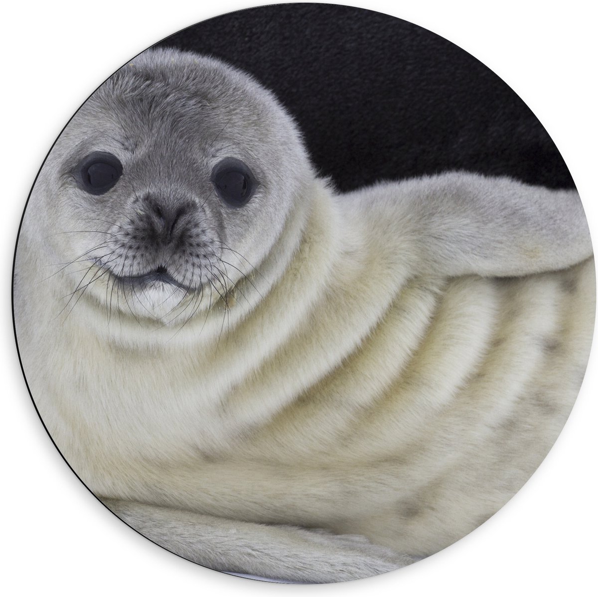 Dibond Muurcirkel - Liggende Poserende Baby Zeehond - 60x60 cm Foto op Aluminium Muurcirkel (met ophangsysteem)