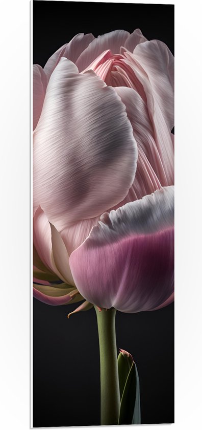 PVC Schuimplaat - Close-up van Roze Tulp tegen Zwarte Achtergrond - 30x90 cm Foto op PVC Schuimplaat (Met Ophangsysteem)