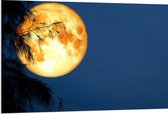 PVC Schuimplaat- Maan met Oranje Gloed achter Silhouet van Hoge Boom - 120x80 cm Foto op PVC Schuimplaat