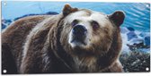 Tuinposter – Omhoogkijkende Grizzly Beer aan het Water - 100x50 cm Foto op Tuinposter (wanddecoratie voor buiten en binnen)