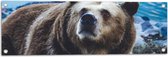 Tuinposter – Omhoogkijkende Grizzly Beer aan het Water - 90x30 cm Foto op Tuinposter (wanddecoratie voor buiten en binnen)