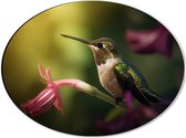 Dibond Ovaal - Kolibrie op Groene Tak van Roze Lelie Bloem - 40x30 cm Foto op Ovaal (Met Ophangsysteem)