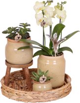 Kolibri Orchids | Groene planten met gele Phalaenopsis orchidee in Vintage khaki sierpotten en hyacinth dienblad