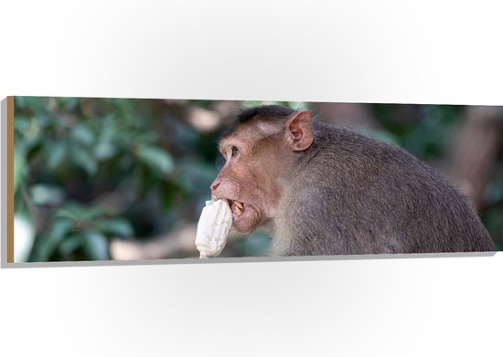 Hout - Bruine Aap Likkend aan IJsje in het Bos - 150x50 cm - 9 mm dik ...