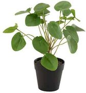 J-Line plant Piilea Peperomioides In Pot - kunststof - groen