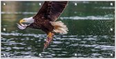 Tuinposter Jagende Vogel boven het Water 200x100cm- Foto op Tuinposter (wanddecoratie voor binnen en buiten)