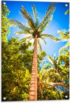 Tuinposter – Palmbomen Beschijnd door Zon - 60x90 cm Foto op Tuinposter (wanddecoratie voor buiten en binnen)