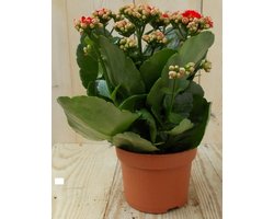 Warentuin natuurlijk - 2 stuks! Kalanchoe rood