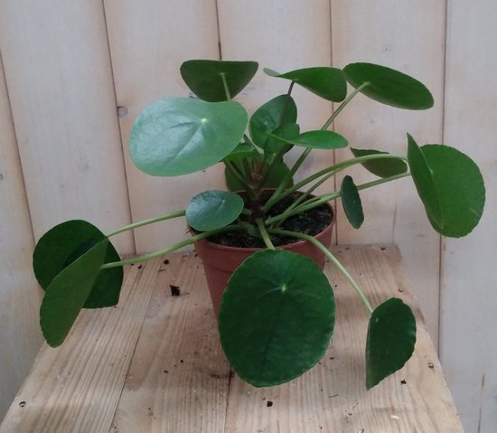 Warentuin natuurlijk - Pannekoekplant