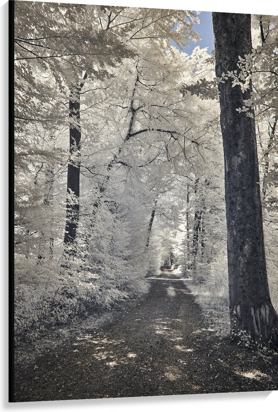 Canvas - Pad - Bomen - Bossen - Planten - Wit - Bruin - 100x150 cm Foto op Canvas Schilderij (Wanddecoratie op Canvas)