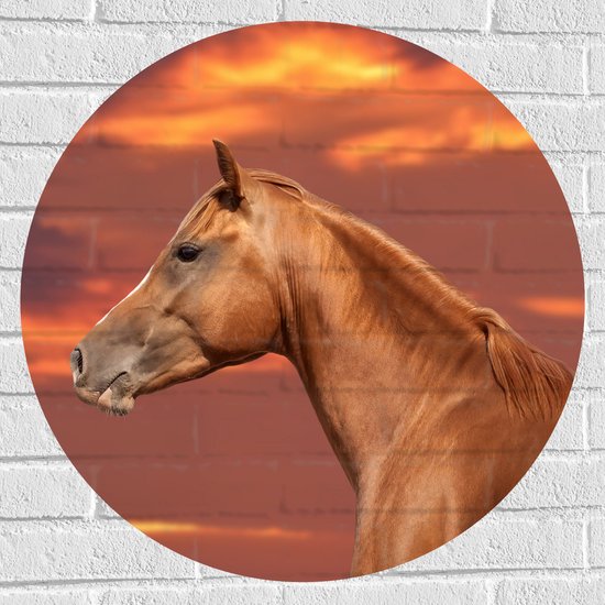 Muursticker Cirkel - Zijaanzicht van Glanzend Bruin Paard onder Oranje Gloed in de Lucht - 70x70 cm Foto op Muursticker