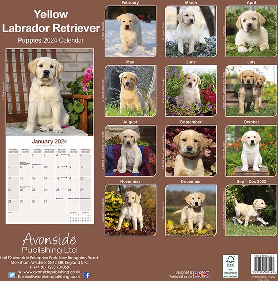 Labrador Retriever Blond Puppies Kalender 2024  bol.com