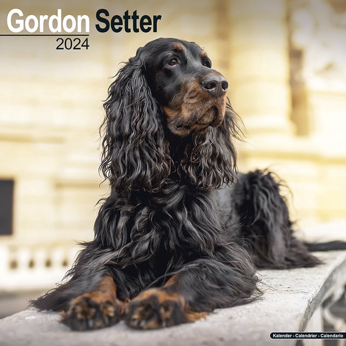Gordon Setter Kalender 2024