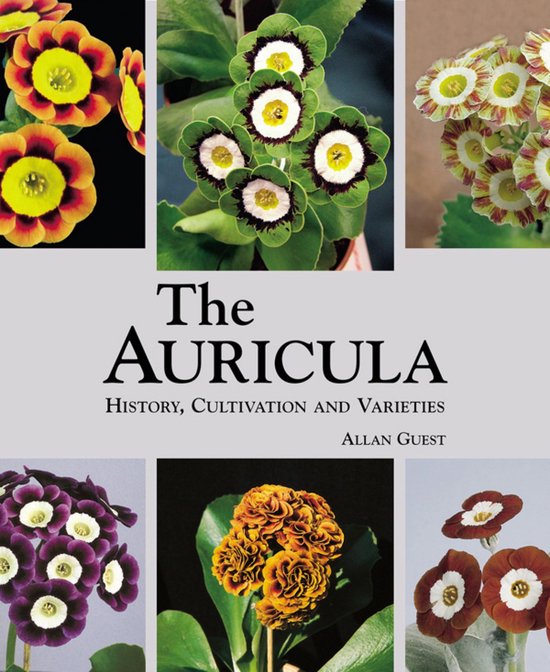 Auricula