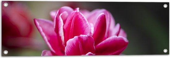 Tuinposter – Roze Tulp - 90x30 cm Foto op Tuinposter (wanddecoratie voor buiten en binnen)