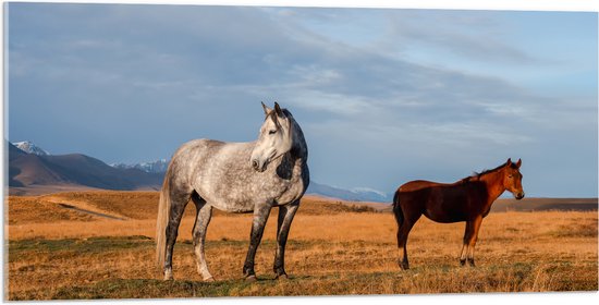 Acrylglas - Paarden in Weiland - 100x50 cm Foto op Acrylglas (Met Ophangsysteem)