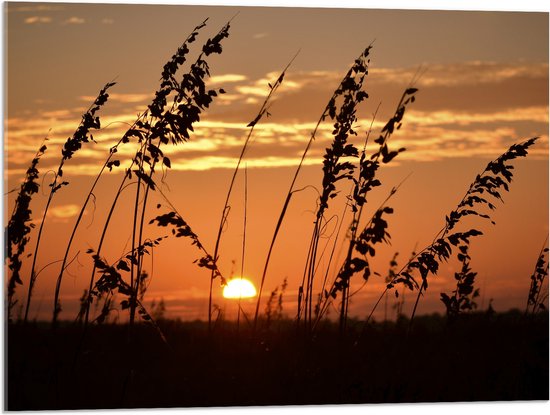 Acrylglas - Zonsondergang in het Weiland - 80x60 cm Foto op Acrylglas (Met Ophangsysteem)