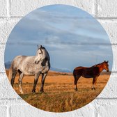 Muursticker Cirkel - Paarden in Weiland - 30x30 cm Foto op Muursticker