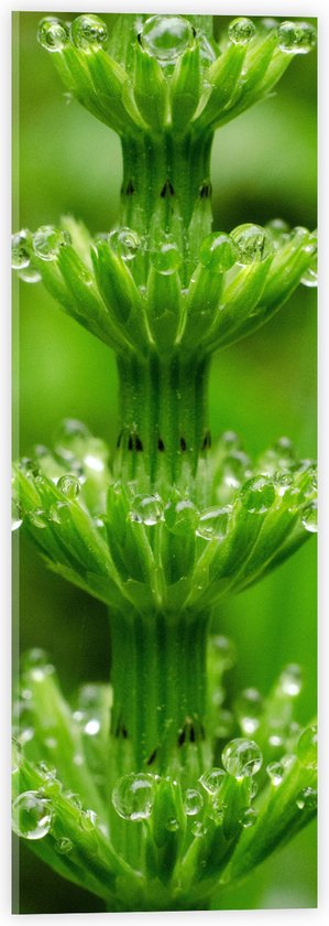 Acrylglas - Bloem - Plant - Groen - Druppels - 20x60 cm Foto op Acrylglas (Wanddecoratie op Acrylaat)