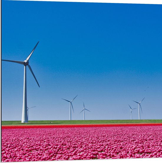 Dibond - Bloemen - Bloemenveld - Tulpen - Landschap - Windmolens - Nederland - Kleuren - 80x80 cm Foto op Aluminium (Met Ophangsysteem)