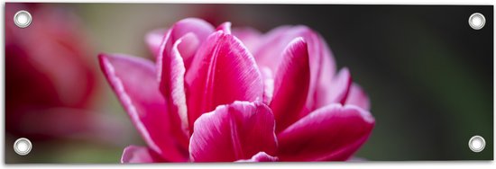 Tuinposter – Roze Tulp - 60x20 cm Foto op Tuinposter (wanddecoratie voor buiten en binnen)