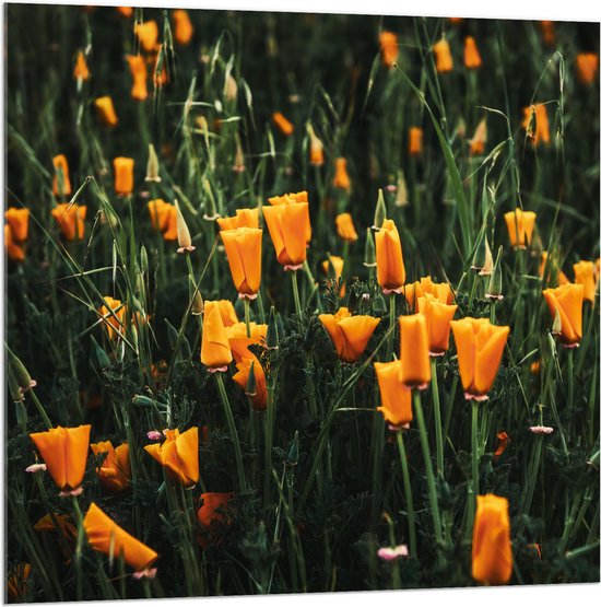 Acrylglas - Bloemen - Landschap - Bloemenveld - Oranje - Natuur - 100x100 cm Foto op Acrylglas (Wanddecoratie op Acrylaat)