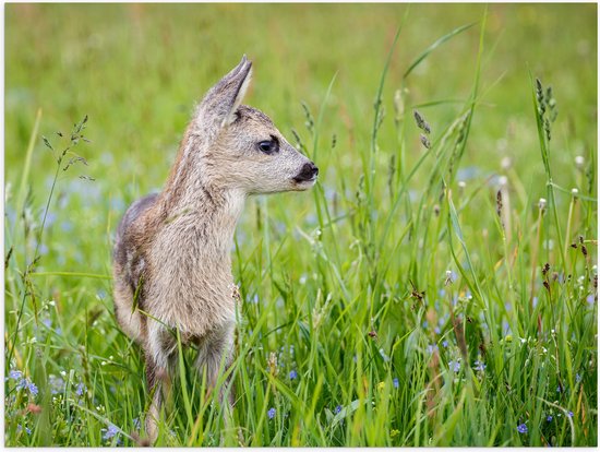 Poster Glanzend – Opzijkijkend Wild Babyhert tussen de Paarse Bloemetjes in het Veld - 80x60 cm Foto op Posterpapier met Glanzende Afwerking